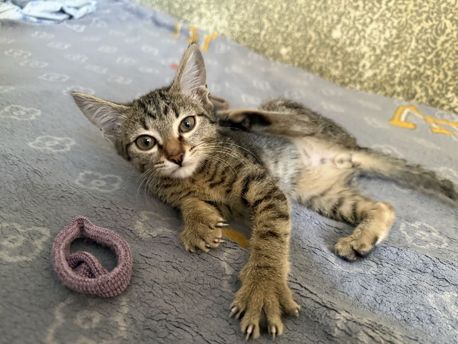 Умный котенок МАЛЬЧИК