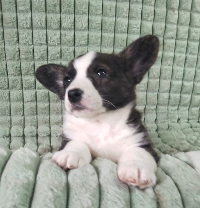 Щенки вельш корги кардиган