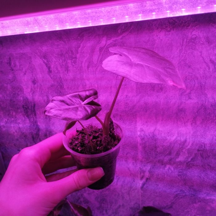 Продам комнатные растения