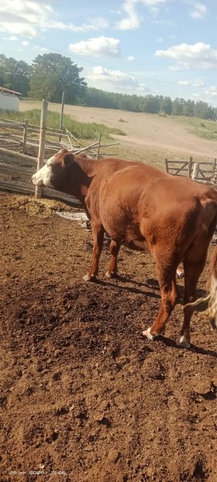 Продам 2 полугодовальных бычка подсосные , 3 коровы