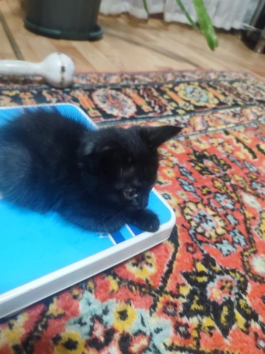 Отдам котят в добрые руки