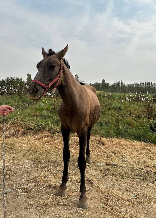 Киргизистон Тойлари