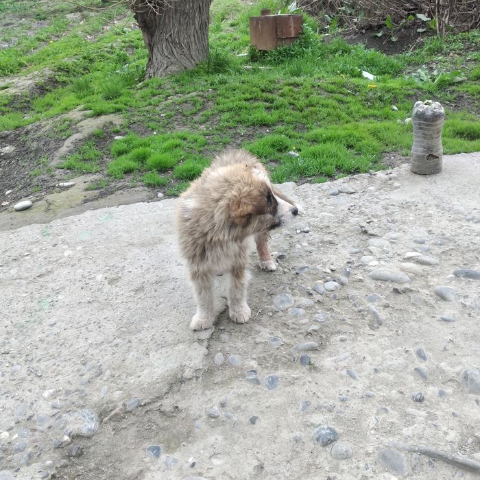 Chorva bilan shug'ullanadigan aka-ukalarimizga 3 ta aqlli kuchukchalar