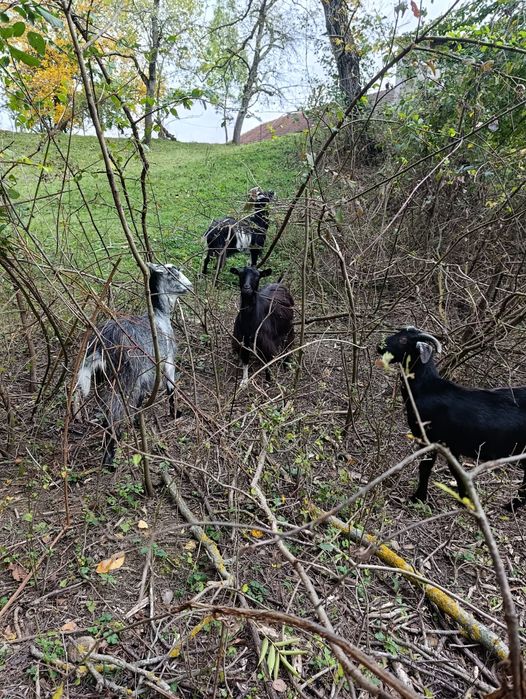 Capre tinere 2-3 ani