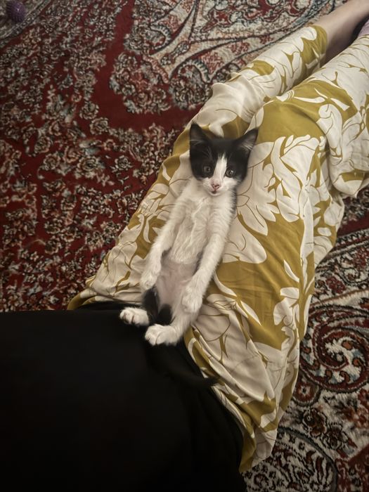 Кошка бесплатно