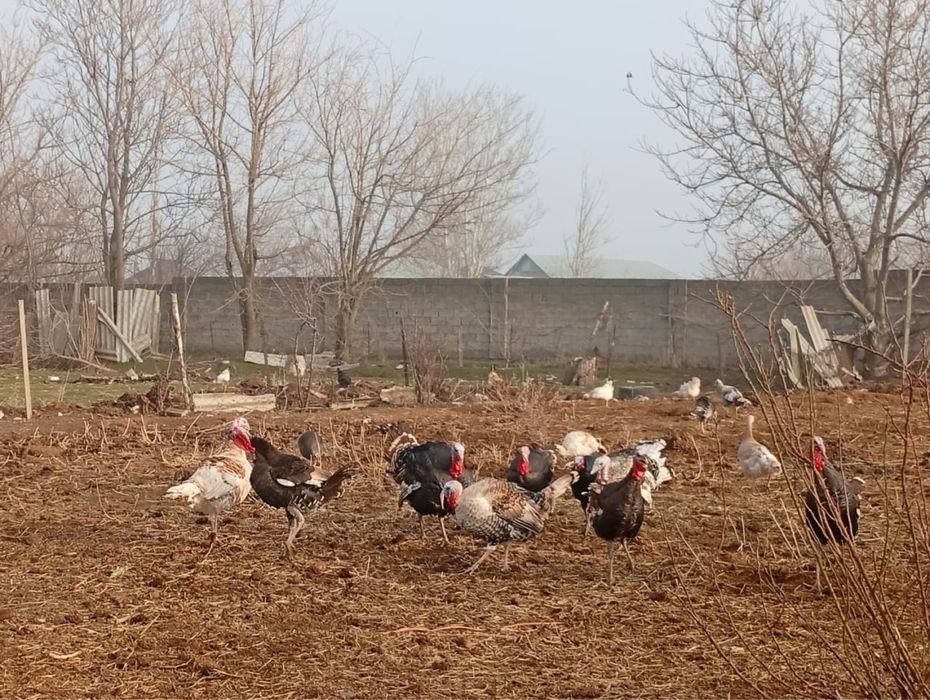 Продам Индюковввв