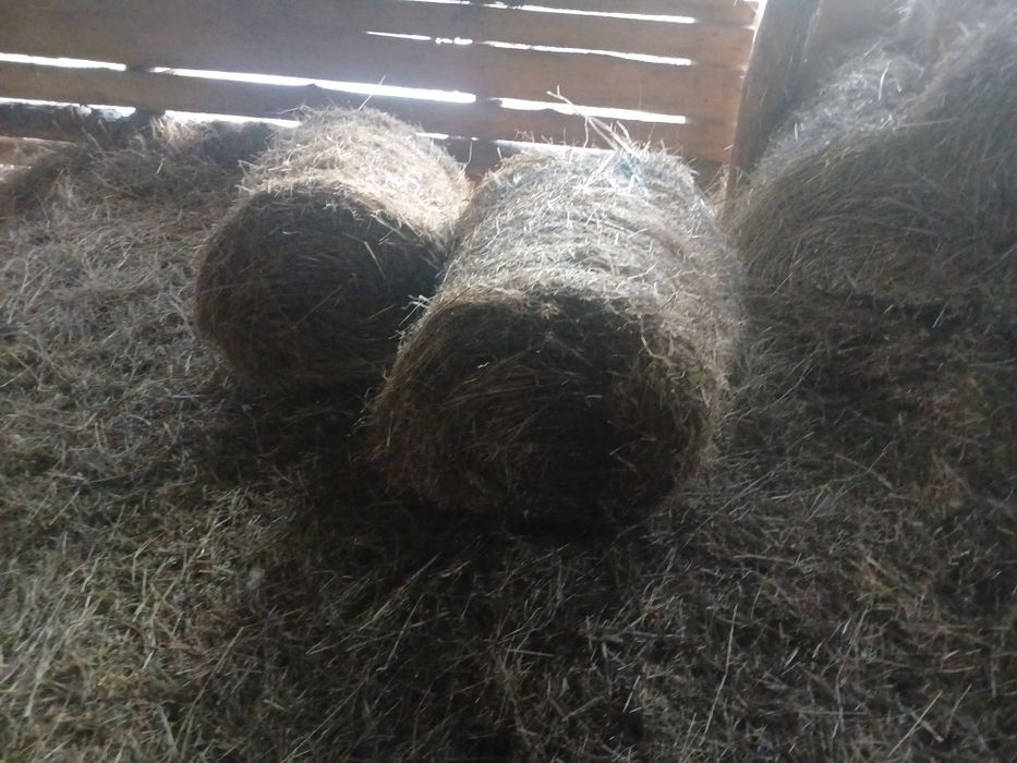 Baloti fan rotunzi 60/70