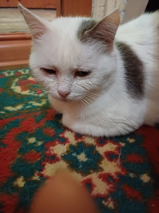 Кошкп Апашка ищет дом