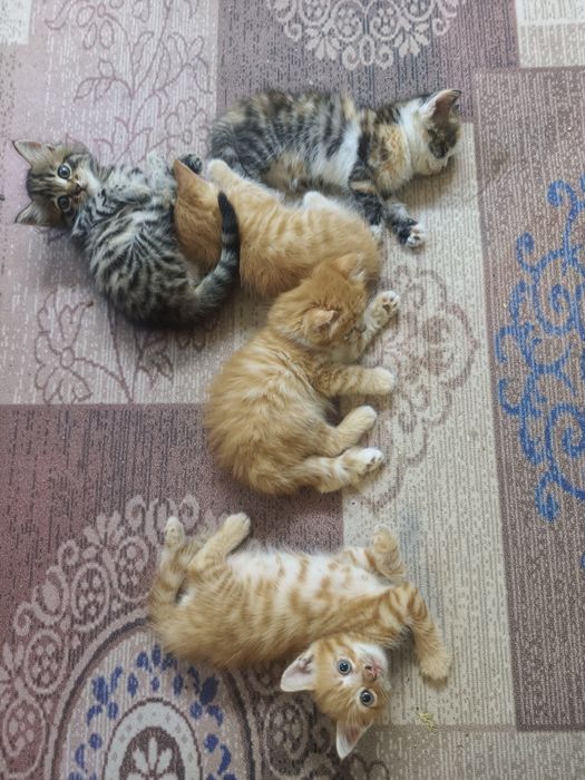Отдам даром милых мышеловок.