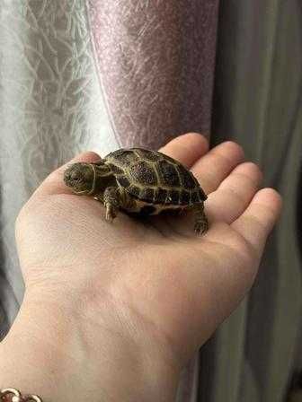 Черепаха маленкие toshbaqa bolachalari kamida 2 tadan beriladi