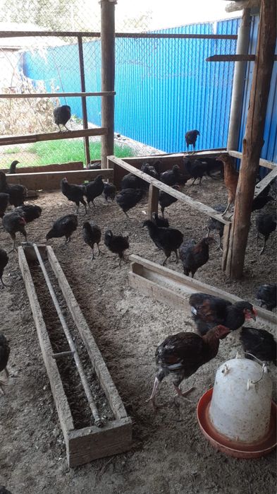 Продам оптом курей черный доминант