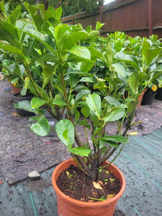 Laur englezesc Etna 50-60cm - foarte ramificat