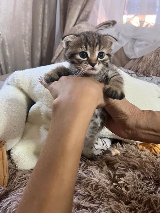Отдам котят в хорошие руки