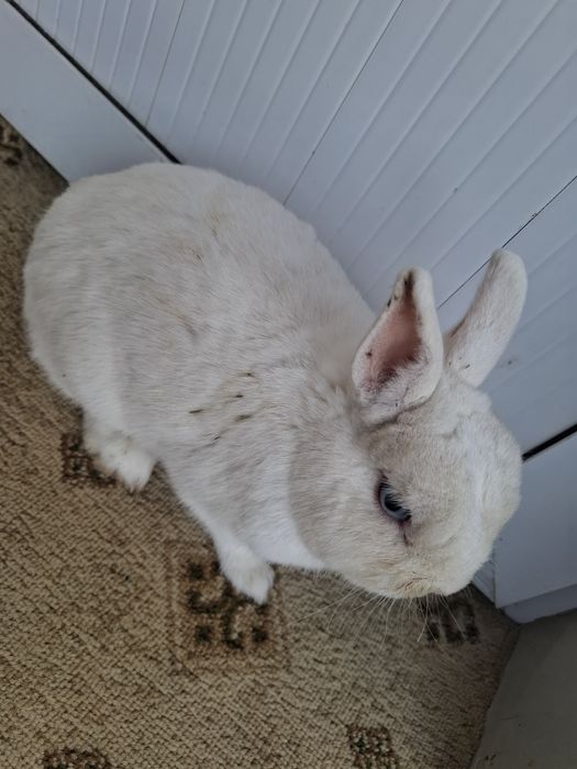 Germelin sames 1 yoshdan oshgan