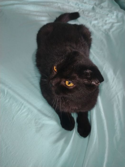 Mushuk sotiladi skottish fold