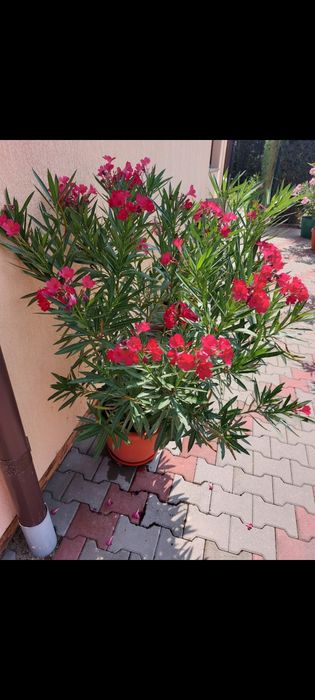 Leandri de vănzare 250 buc