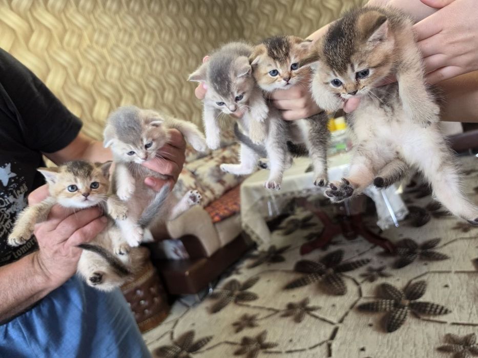 Продаются котята Скоттиш фолд