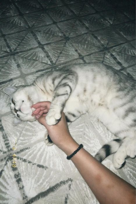 Ухоженная домашная кошка