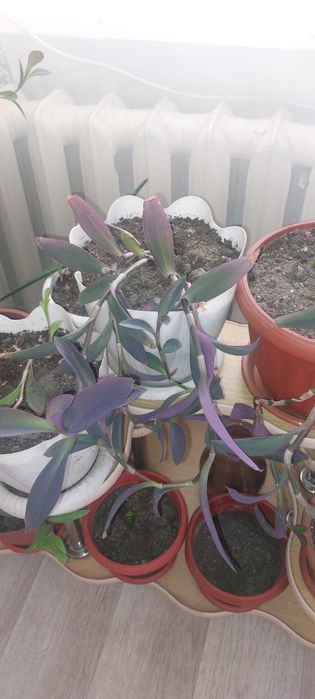 Продам  комнатных цветов