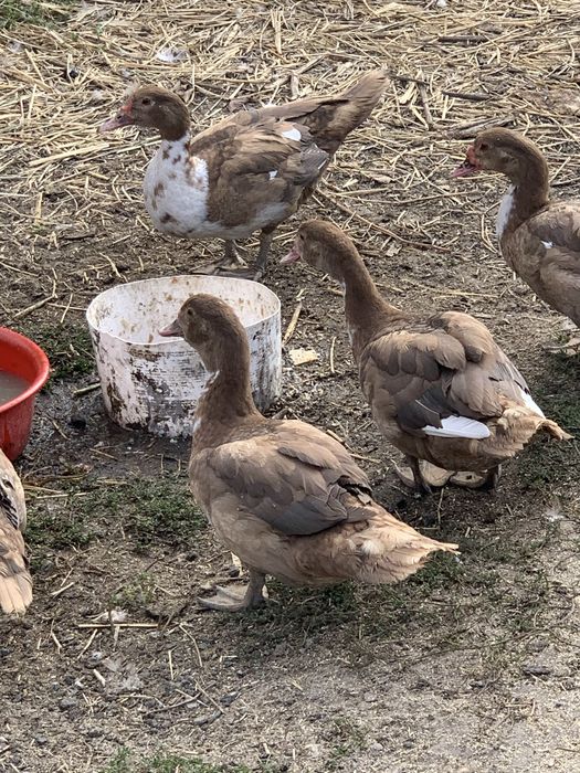 Продам индауток