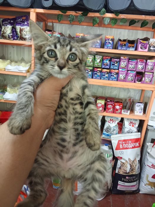 100 mingdan muwukchalar