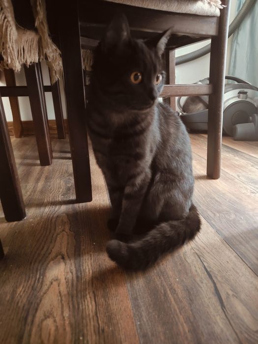 Котята и кошка в добрые руки