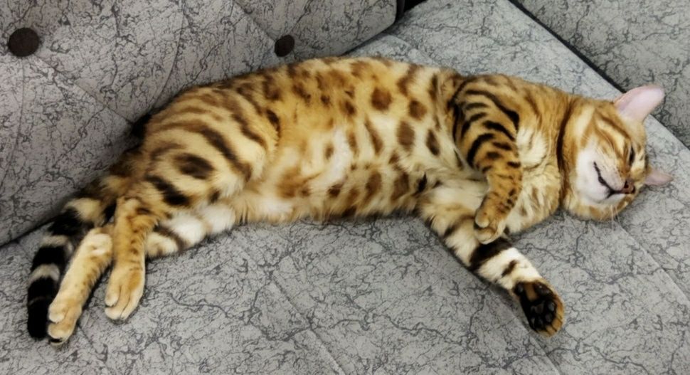 Вязка бенгальского кота