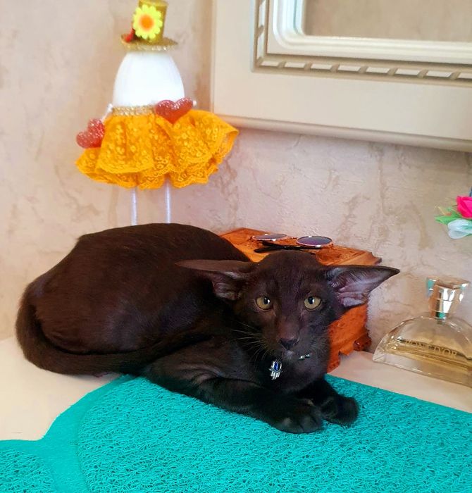 Ориентальные КОТЯТА на Весну- Лето