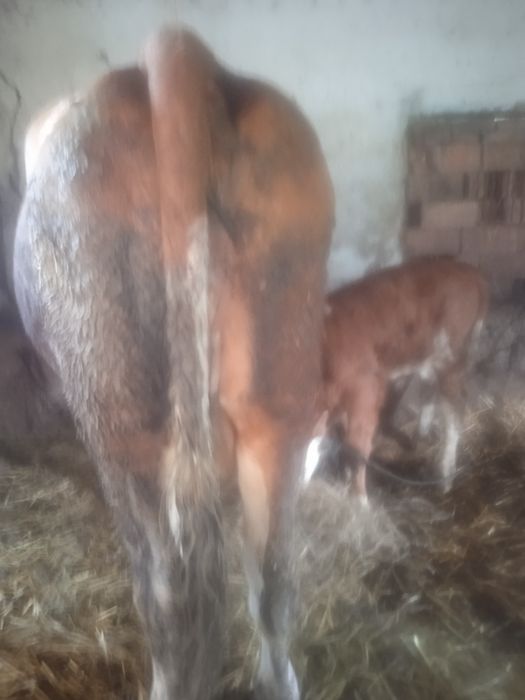Vând vaca de 5 ani cu vițel de 2 săptămâni