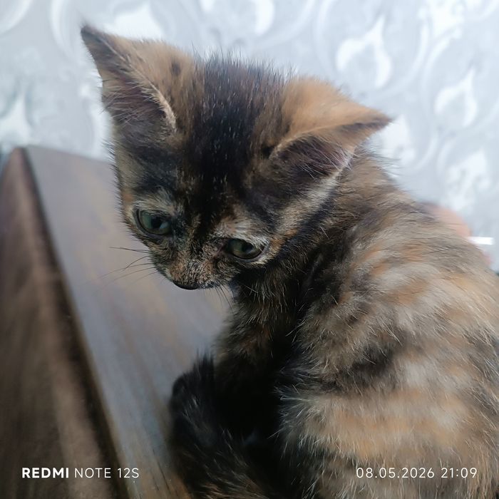 Передержка кошек