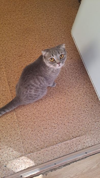 Кошечка ищет котика на вязку.