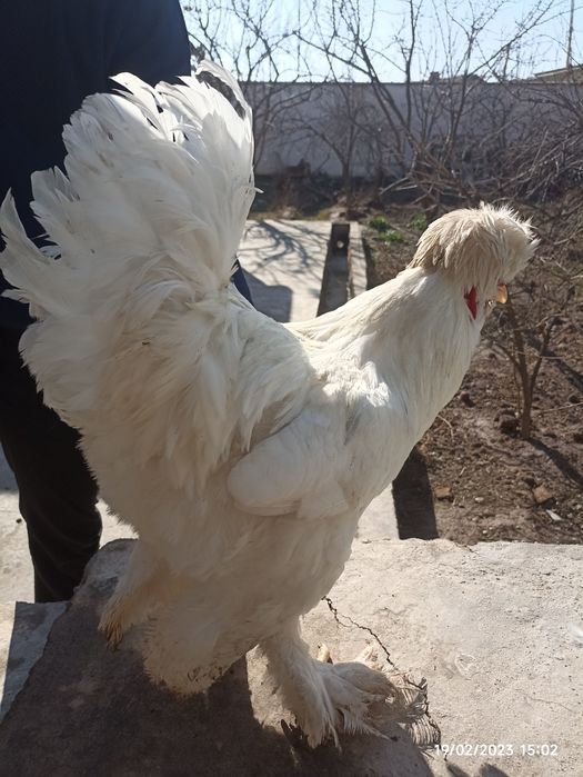 Brama sotiladi narxi 400 kami yoq