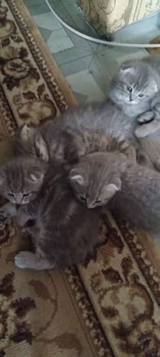 Продам котят 1,5.