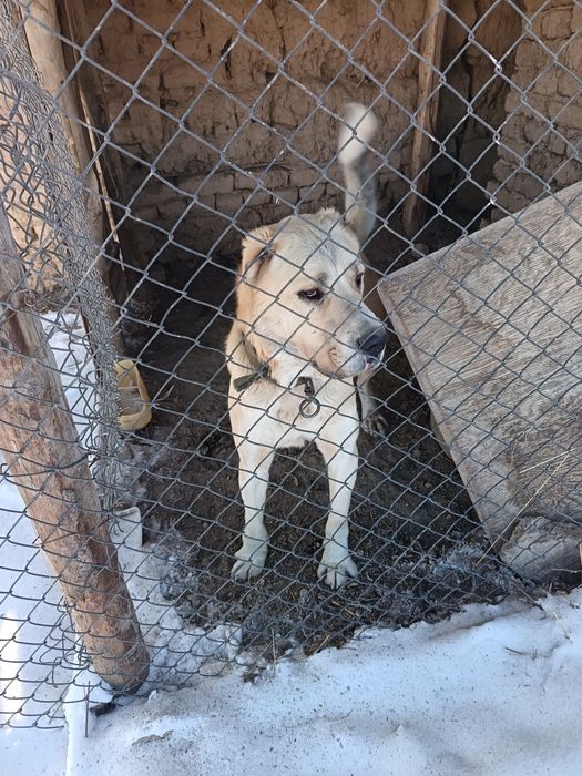 Сатлады төбет  сатлады