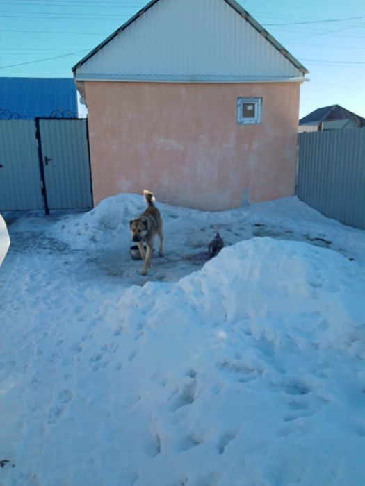 Продам кангал срочно