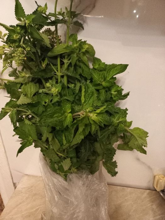 Продам  мяту и мелиссу