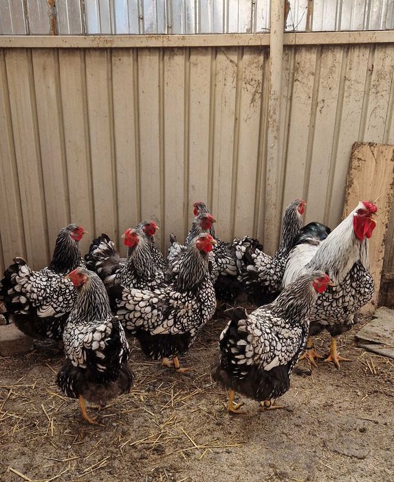 Wyandotte argintiu ouă