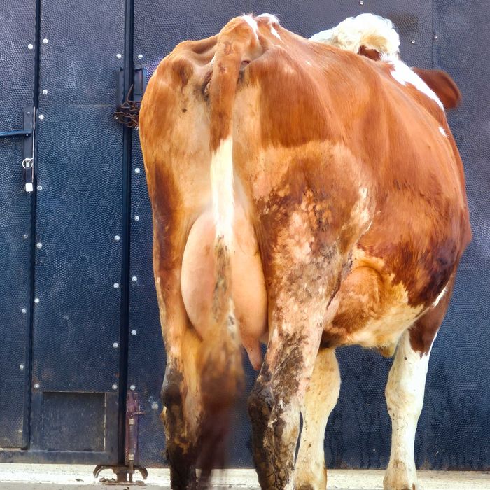 Vând vaca baltata romaneasca 4 ani fffff bună de lapte