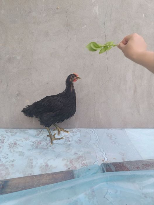 Jessiy jojalar sotiladi