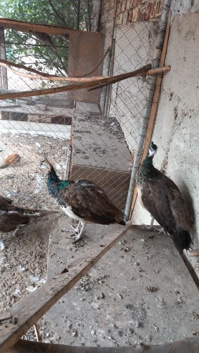 Продавам индийски пауни млади и стари