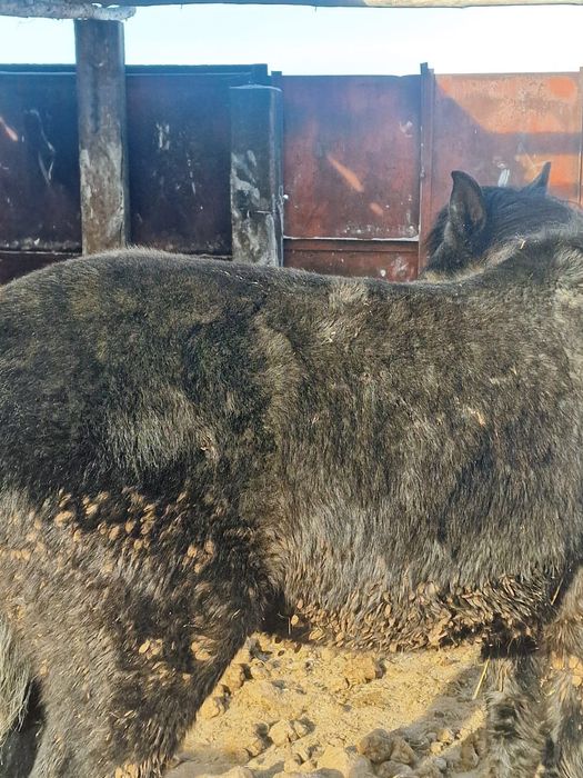 Продам лошадей с откорма 18 голов