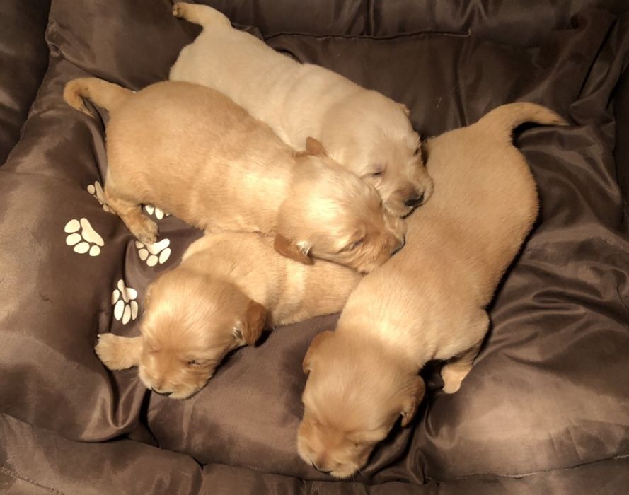 Чистокръвени  голдън ретривър женски и мъжки 
Мъжки и женски 
К