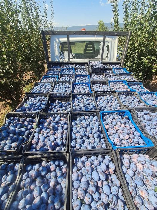 VÂND PRUNE 0722247122