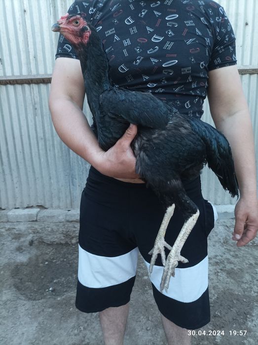 Shularni tuxumlari bor 100%garantiyali 20000 somdan