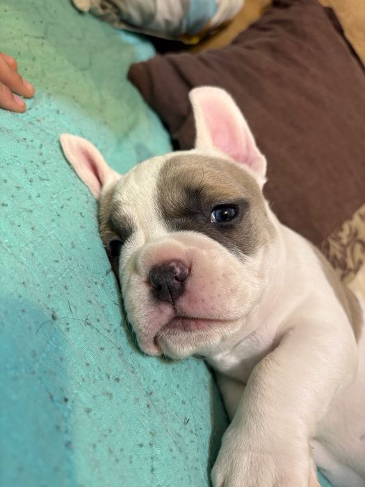 American bully американско були момче