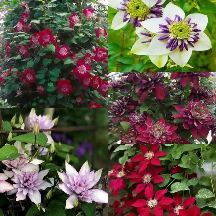 Клематисы саженцы