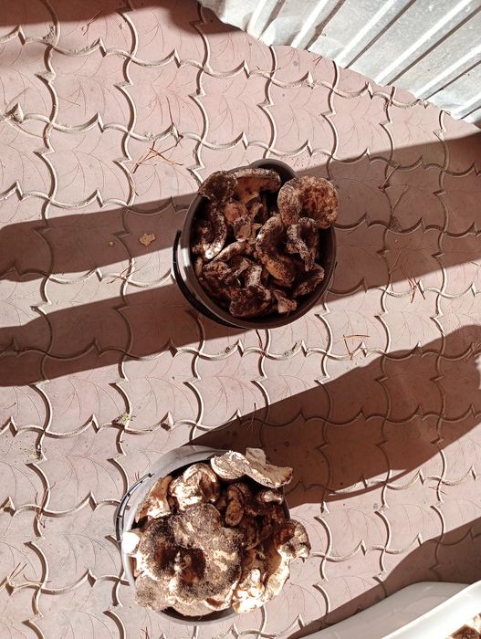 Продам грибы Грузди