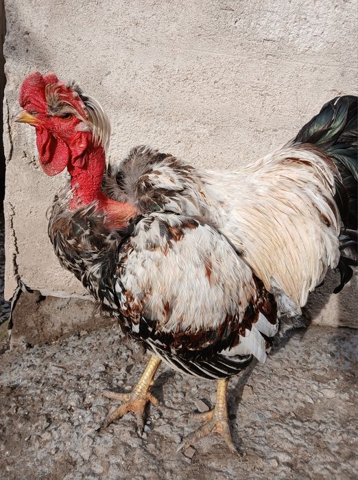 Продам молодого петуха  Голошейки