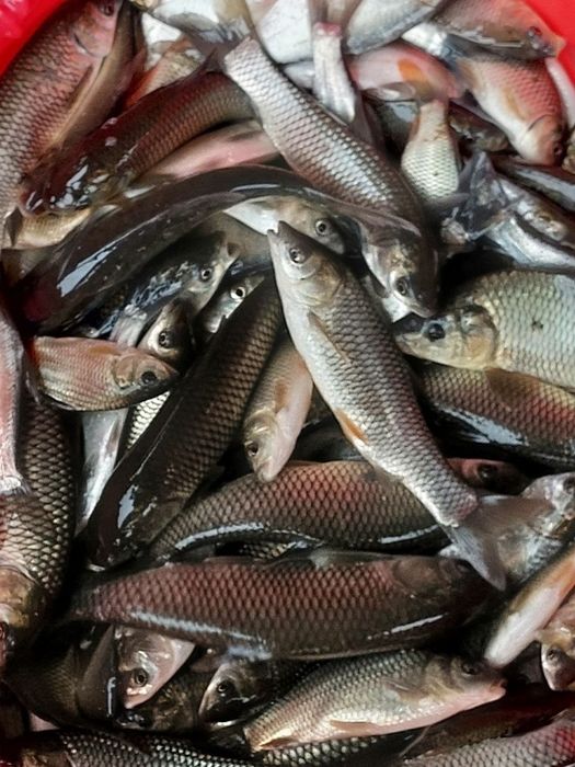 Sazan Amur urugʻlik baligʻlarimiz bor