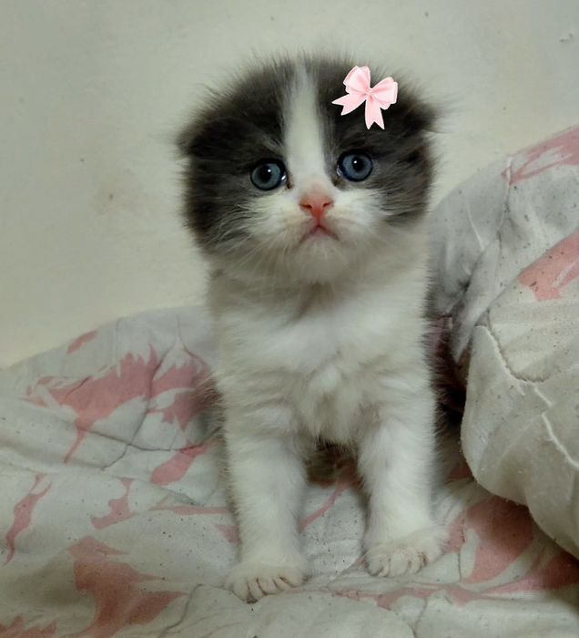 Выслоухие котята